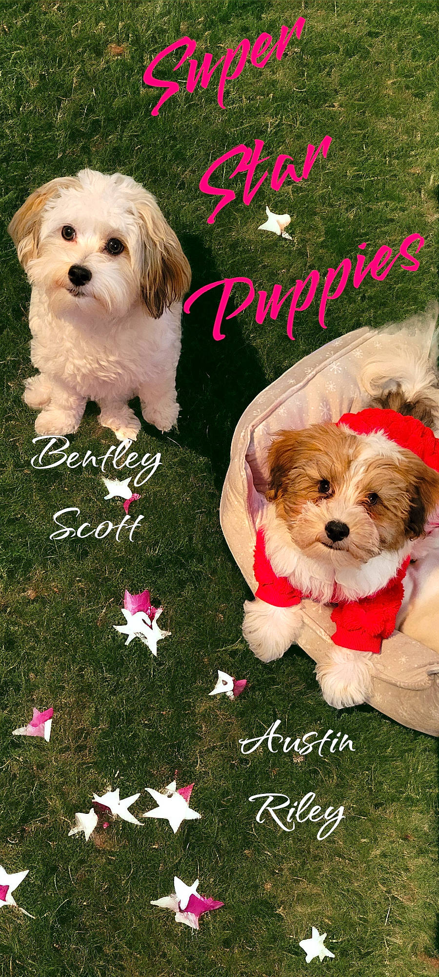 Austin Riley is registered to the contest to win money with this photo: canidae, carnivore, companion_dog, dog, dog_breed, dog_clothes, dog_supply, font, fur, happy, liver, mammal, photo_caption, pink, plant, puppy_love, sporting_group, terrier, toy_dog, water_dog