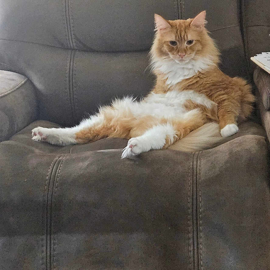 Oliver joined the competition — help win amazing prizes! angora, animal, architecture, armchair, building, cat, chair, couch, cushion, furniture, homedecor, indoors, interiordesign, kitten, livingroom, manx, person, pet, room, sleeping