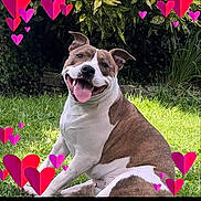 Cookie is registered to the contest to win money with this photo: animal, boxer, bulldog, canine, dog, face, flower, geranium, grass, head, leaf, person, pet, petal, photography, pitbull, plant, portrait, pottedplant, purple