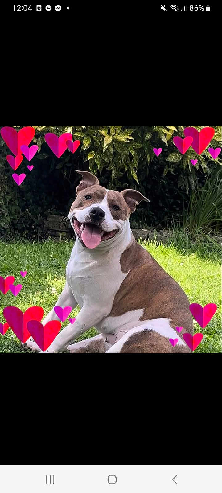Cookie is registered to the contest to win money with this photo: animal, boxer, bulldog, canine, dog, face, flower, geranium, grass, head, leaf, person, pet, petal, photography, pitbull, plant, portrait, pottedplant, purple