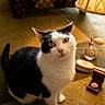 cat, black_and_white, pet, animal, portrait, sitting, indoors, vintage, warm_lighting, lamp, perfume, makeup_compact, hairbrush, carpet, furniture, patterned_background, grooming, golden_eyes, whiskers, fashionable