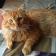 Buddy joined the competition — help win amazing prizes! cat, orange_tabby, fluffy, longhaired, feline, pet, whiskers, green_eyes, ears, paws, fur, lying_down, bed, blanket, indoors, portrait, closeup, relaxed, striped_fur, animal