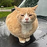 cat, orange_cat, fluffy, furry, animal, pet, portrait, sitting, paws, whiskers, pink_nose, green_eyes, round, serious_expression, car, car_hood, outdoor, roadside, trees, photography