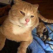 Doolittle joined the competition — help win amazing prizes! cat, orange_cat, white_cat, feline, pet, animal, sleepy, grumpy, face, whiskers, pink_nose, ears, paws, fur, blue_blanket, indoors, home, cozy, portrait, close_up