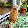 cat, ginger_cat, orange_fur, feline, animal, pet, sitting, outdoor, patio, garden, potted_plant, glass_door, backyard, paving_stones, fluffy_tail, whiskers, pointed_ears, looking_up, natural_light, portrait