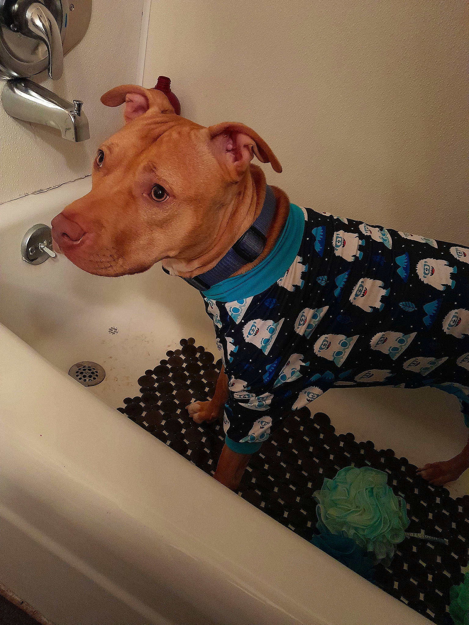 Apollo is registered to the contest to win money with this photo: bathing, canidae, carnivore, collar, comfort, companion_dog, dog, dog_breed, dog_clothes, dog_collar, dog_supply, fawn, linens, mammal, pattern, pet_supply, sleeve, snout, sporting_group, working_animal