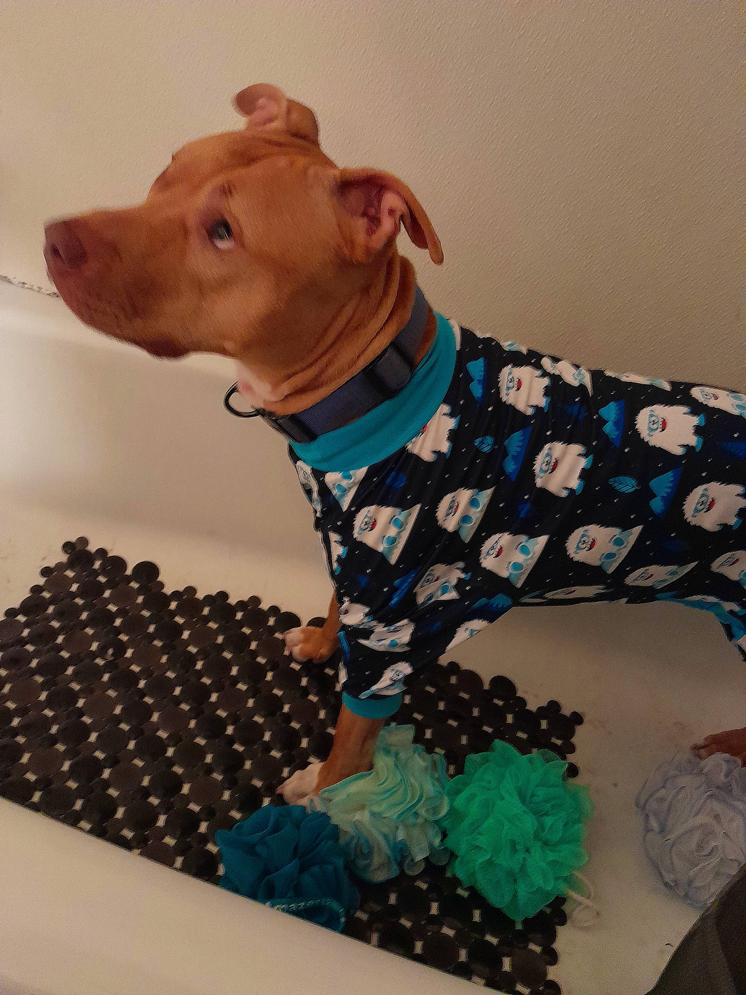 Apollo is registered to the contest to win money with this photo: art, canidae, carnivore, companion_dog, dog, dog_breed, dog_clothes, dog_supply, electric_blue, fawn, fur, linens, liver, pattern, sleeve, snout, sporting_group, terrestrial_animal, toy, working_animal