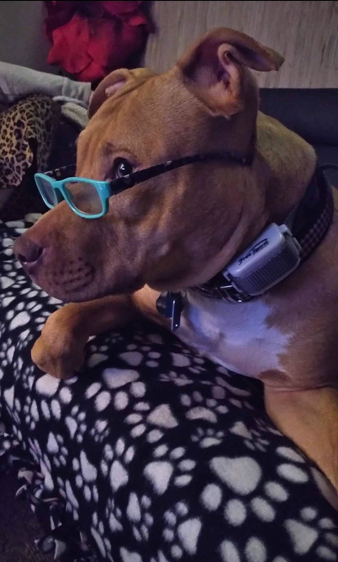 Apollo is registered to the contest to win money with this photo: canidae, carnivore, collar, companion_dog, dog, dog_breed, dog_collar, dog_supply, fashion_accessory, fawn, fur, hat, liver, pattern, pet_supply, snout, sporting_group, terrestrial_animal, whiskers, working_animal