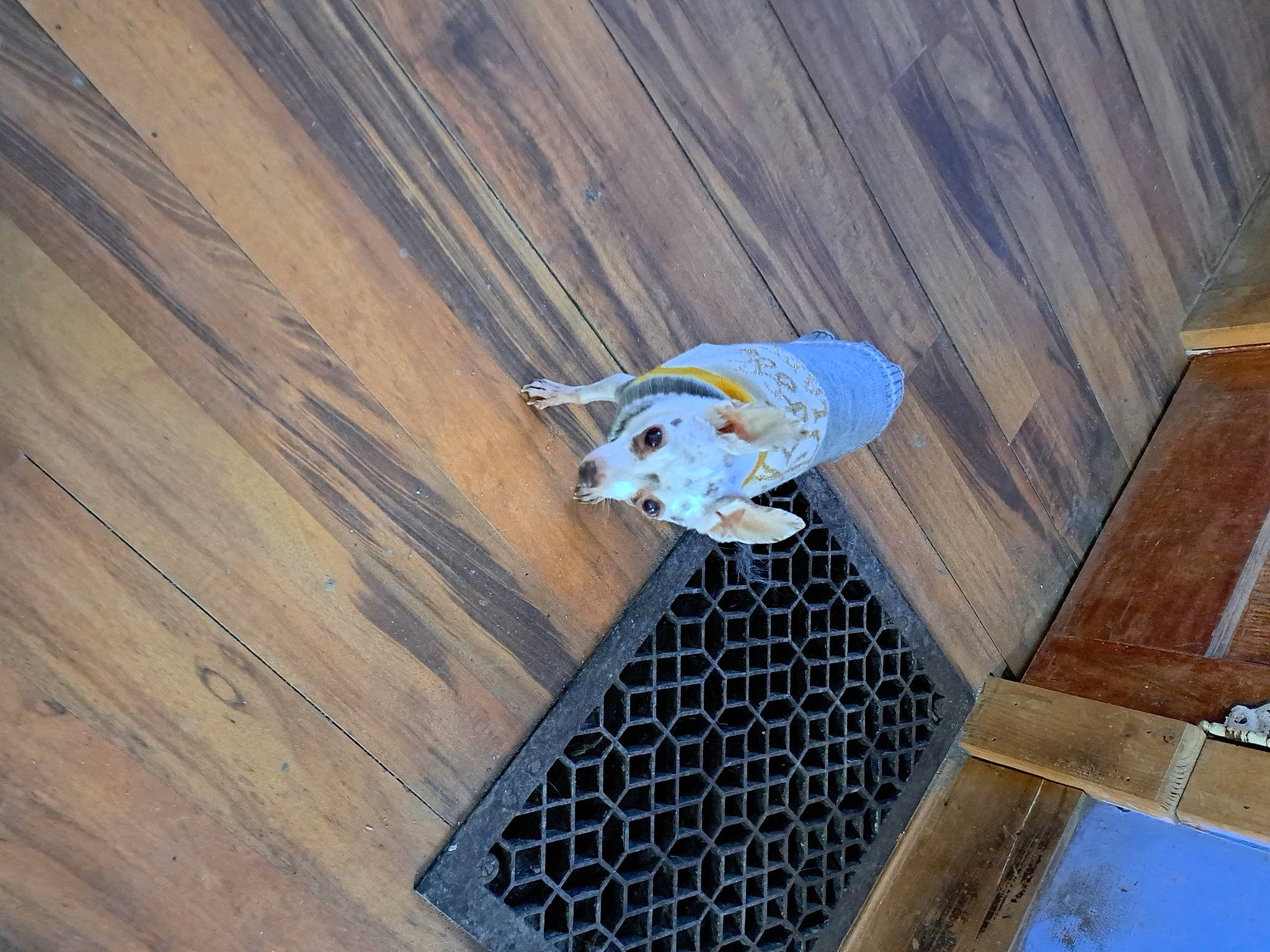 Peanut is registered to the contest to win money with this photo: arthropod, ceiling, circle, composite_material, denim, electric_blue, flooring, hardwood, insect, line, mesh, metal, moths_and_butterflies, pattern, plank, plywood, varnish, wing, wood, wood_stain