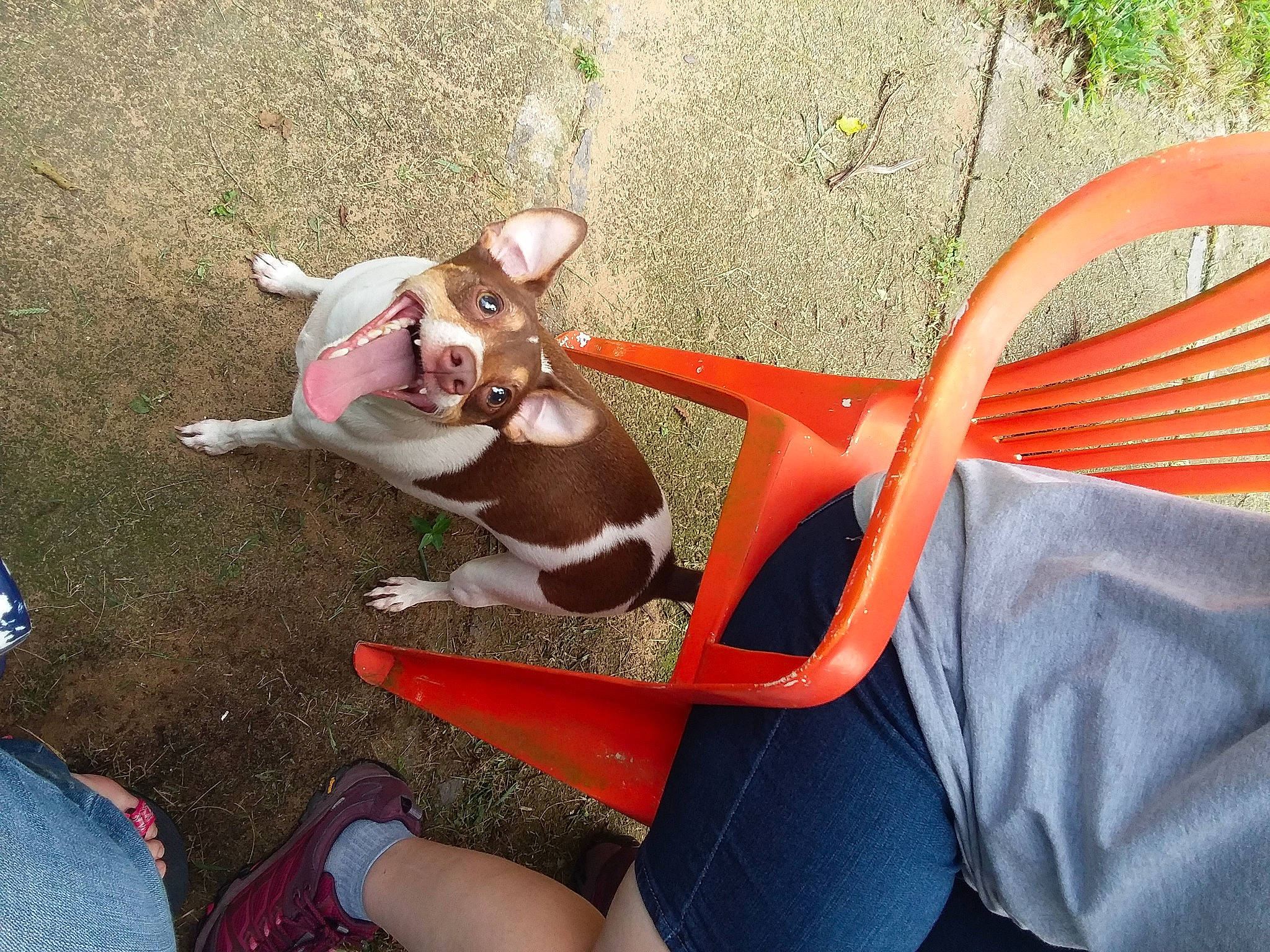 Boots is registered to the contest to win money with this photo: canidae, carnivore, comfort, companion_dog, dog, dog_breed, eyewear, fawn, fun, grass, human_leg, knee, leash, leg, leisure, recreation, sunglasses, tail, thigh, toy