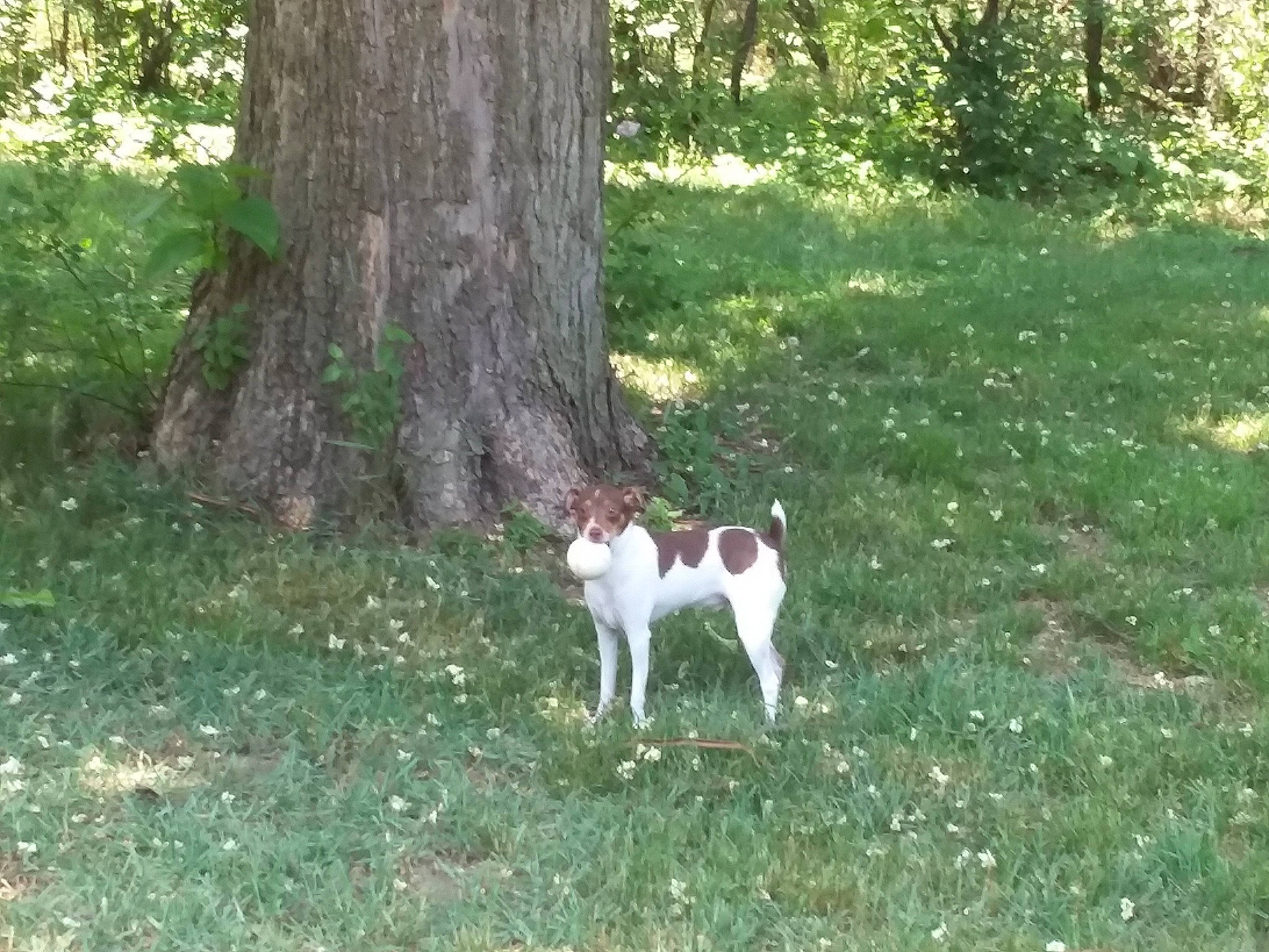 Boots is registered to the contest to win money with this photo: canidae, carnivore, companion_dog, dog_breed, fawn, forest, grass, groundcover, natural_landscape, pasture, plant, shrub, sporting_group, tail, terrestrial_animal, tree, trunk, wood, woodland, woody_plant