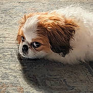 Skip is registered to the contest to win money with this photo: dog, puppy, small_dog, white_fur, brown_fur, fluffy, carpet, indoor, lying_down, side_view, closeup, pet, animal_face, ear, nose, expression, resting, cute, fur_texture, shadow