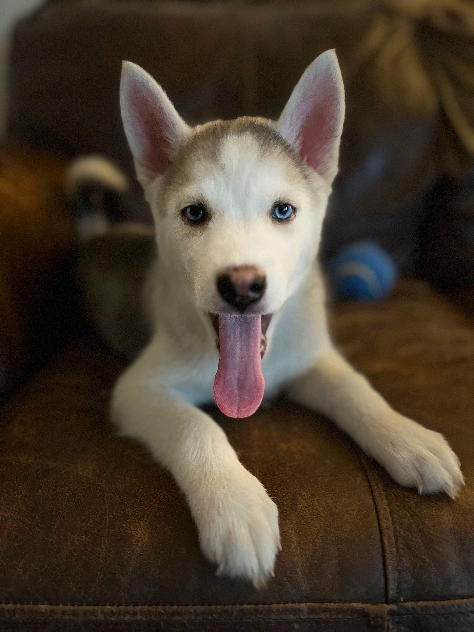 Cowboy is registered to the contest to win money with this photo: canidae, canis, carnivore, companion_dog, dog, dog_breed, fang, fawn, foot, fur, jaw, non_sporting_group, paw, snout, sporting_group, terrestrial_animal, whiskers, wildlife, working_animal, working_dog