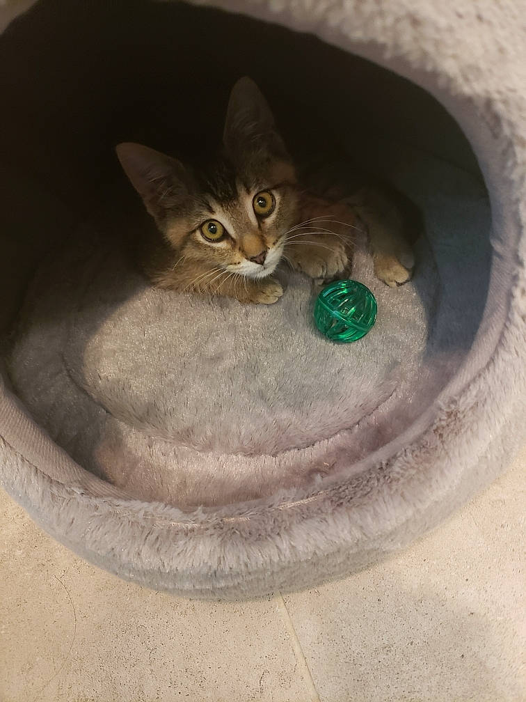 Jules is registered to the contest to win money with this photo: art, asphalt, automotive_tire, automotive_wheel_system, carnivore, cat, cat_supply, circle, concrete, domestic_short_haired_cat, door, felidae, flooring, grey, small_to_medium_sized_cats, snout, stairs, tail, terrestrial_animal, whiskers