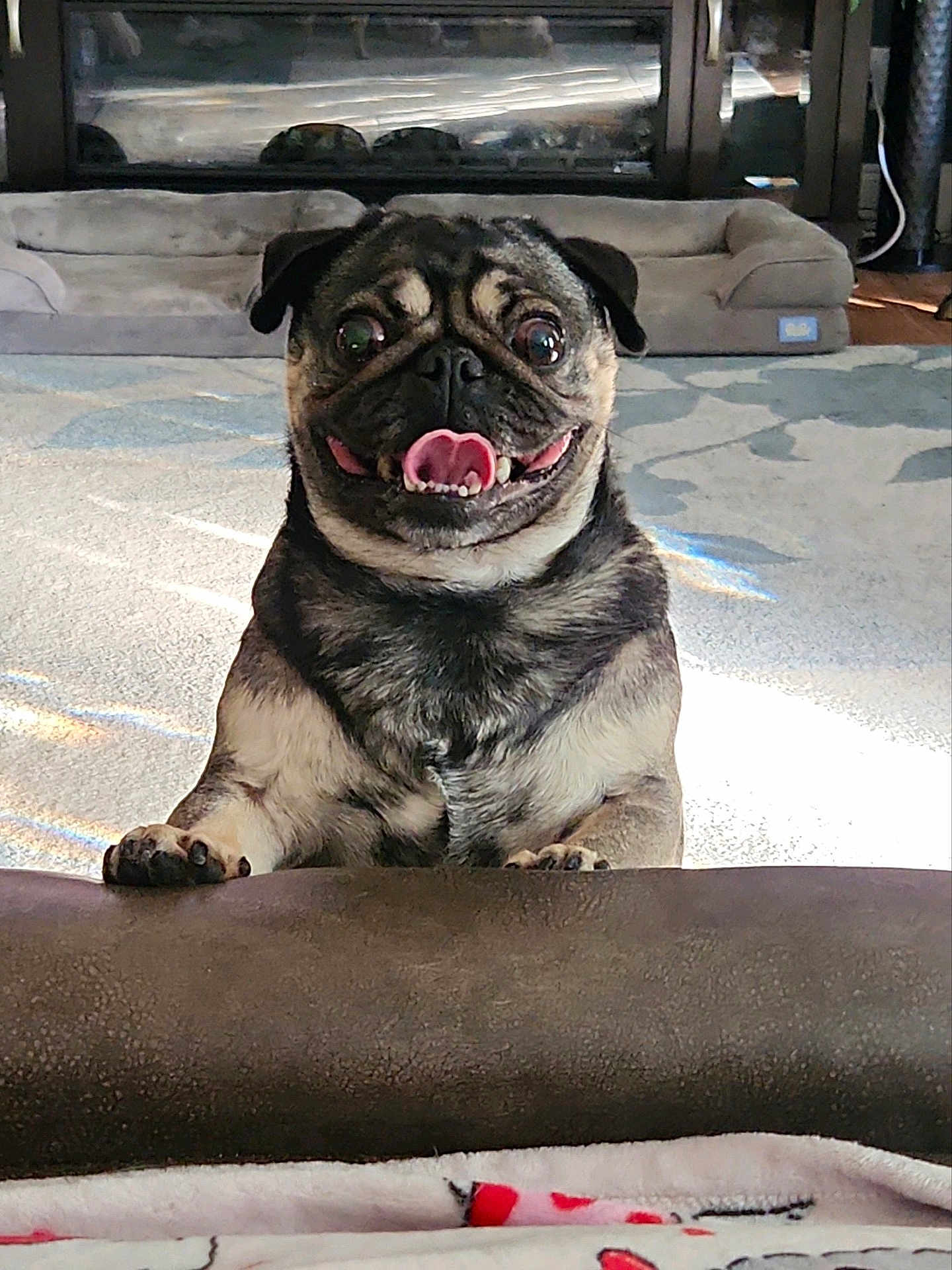 Bambi joined the competition — help win amazing prizes! dog, pug, pet, animal, indoor, carpet, dog_bed, tongue_out, front_paws, smiling, cute, small_dog, mammal, companion, happy, fur, eyes, nose, mouth, living_room