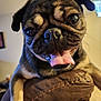 Bambi is registered to the contest to win money with this photo: dog, pug, close_up, tongue_out, indoor, pet, animal, cute, brown, cushion, face, fur, expressive, canine, domestic, friendly, playful, small_dog, companion, happy