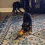 Bambi is registered to the contest to win money with this photo: dog, bird, indoor, rug, decorative_horse, cabinet, dvd, floor, curious, pet, animal, colorful_bird, patterned_rug, wood_floor, home_interior, furniture, close_encounter, companion, domestic, animal_interaction
