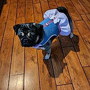 Bambi joined the competition — help win amazing prizes! dog, pug, pet, costume, clothing, floor, wood, indoor, small_dog, cute, animal, looking_up, shadow, fur, expression, puppy, domestic_animal, pet_costume, flooring, walking