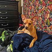 Sugar joined the competition — help win amazing prizes! dog, blanket, bed, furniture, tapestry, indoor, pet, brown_dog, resting, ears, cozy, room, decor, television, dresser, comfort, fur, animal, domestic, relaxing