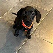 River is registered to the contest to win money with this photo: puppy, dog, black_dog, small_dog, collar, bell, tile_floor, indoor, pet, animal, cute, sitting, looking_up, ears, floor_tiles, young_dog, domestic_animal, companion, adorable, curious