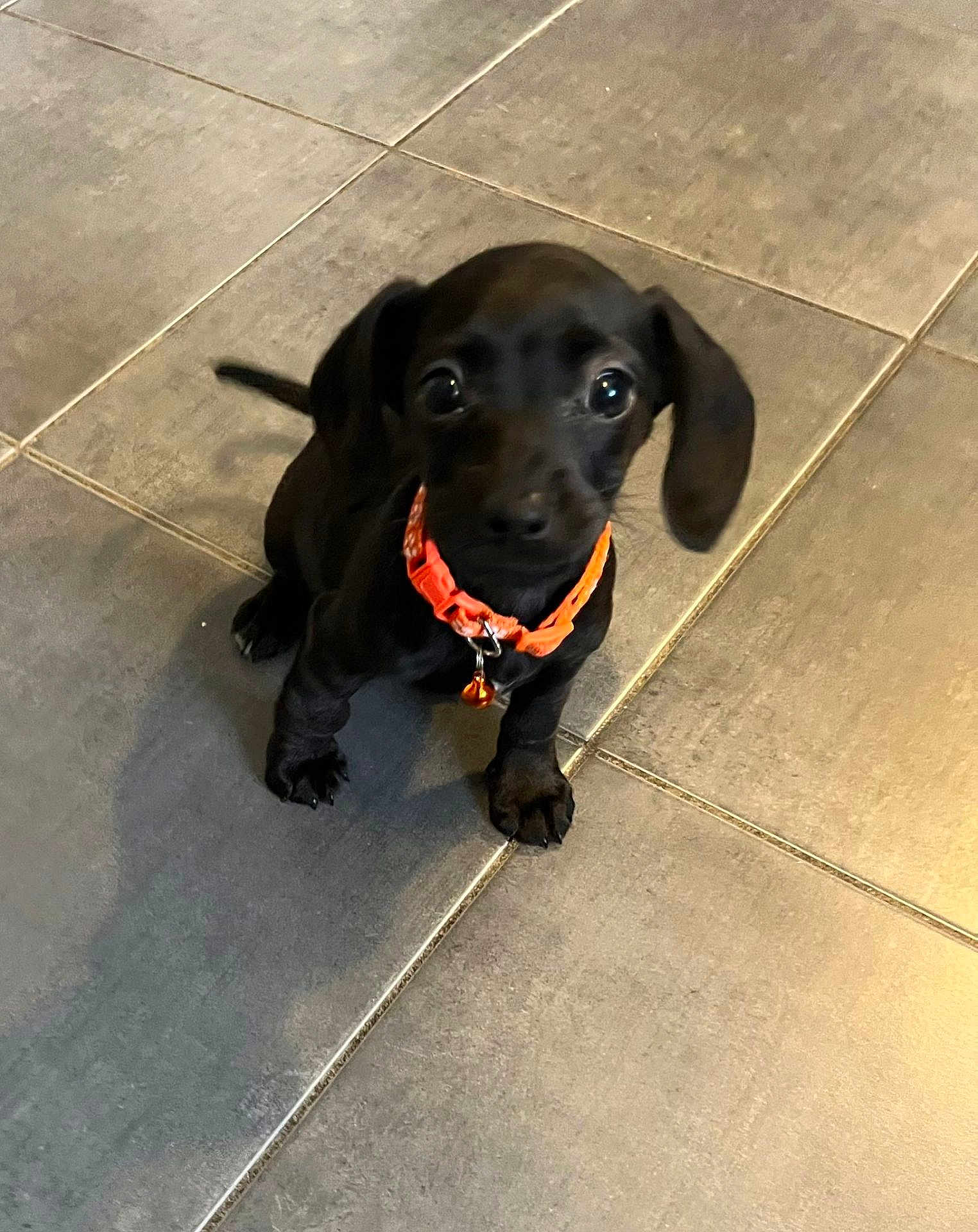River is registered to the contest to win money with this photo: puppy, dog, black_dog, small_dog, collar, bell, tile_floor, indoor, pet, animal, cute, sitting, looking_up, ears, floor_tiles, young_dog, domestic_animal, companion, adorable, curious