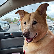 Emerson is registered to the contest to win money with this photo: canine, car, cloudy, collar, daytime, dog, ears, fur, happy, leash, mouth, nose, outdoor, parking_lot, pet, portrait, seat, sky, vehicle, window