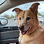 canine, car, cloudy, collar, daytime, dog, ears, fur, happy, leash, mouth, nose, outdoor, parking_lot, pet, portrait, seat, sky, vehicle, window