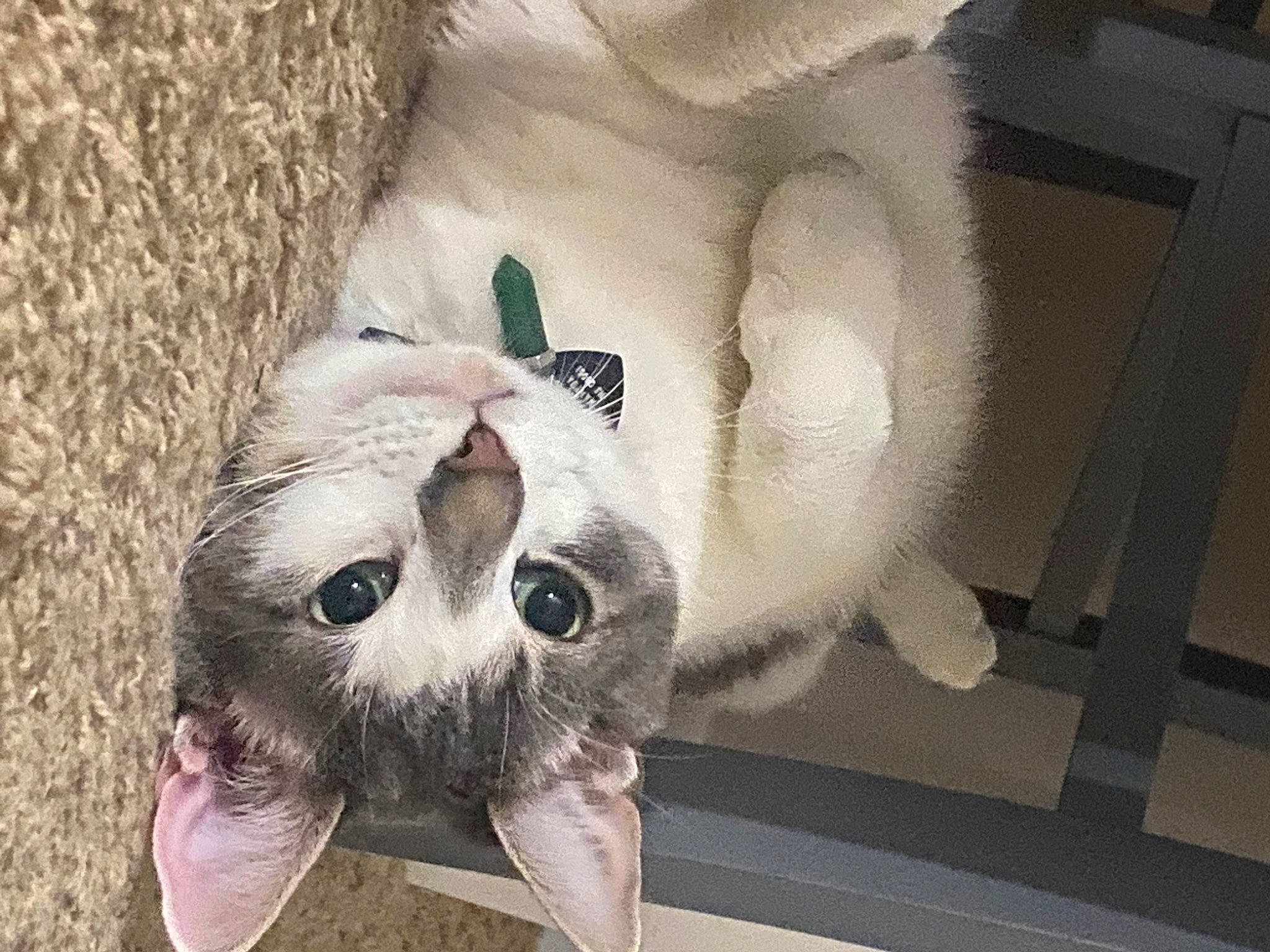 Bug is registered to the contest to win money with this photo: carnivore, cat, collar, comfort, companion_dog, dog_breed, domestic_short_haired_cat, ear, fawn, felidae, foot, fur, grey, paw, small_to_medium_sized_cats, snout, tail, whiskers, wood