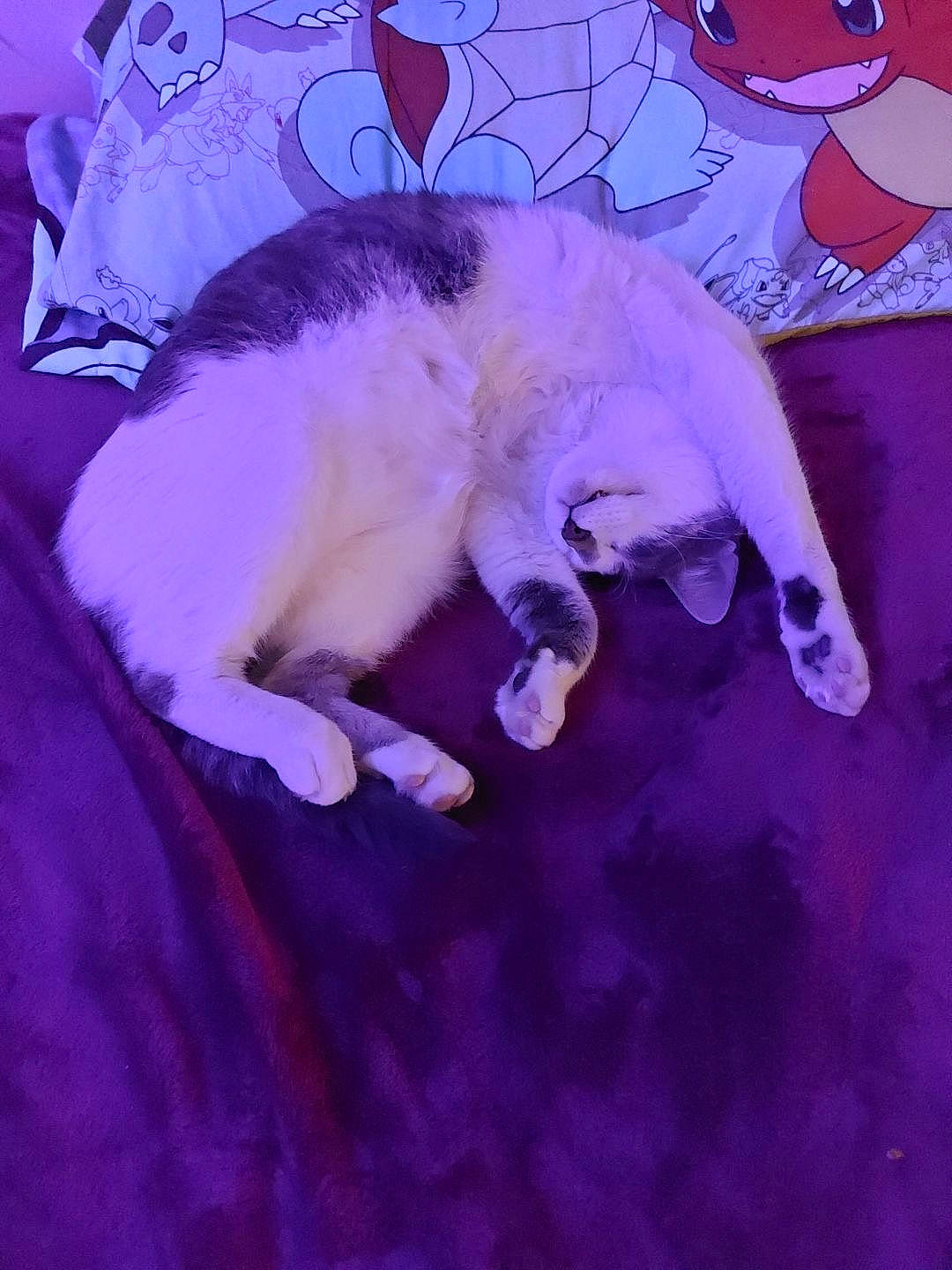 Bug joined the competition — help win amazing prizes! art, canidae, carnivore, cat, comfort, dog_breed, domestic_short_haired_cat, electric_blue, felidae, fur, linens, magenta, paw, pink, purple, small_to_medium_sized_cats, snout, tail, violet, whiskers