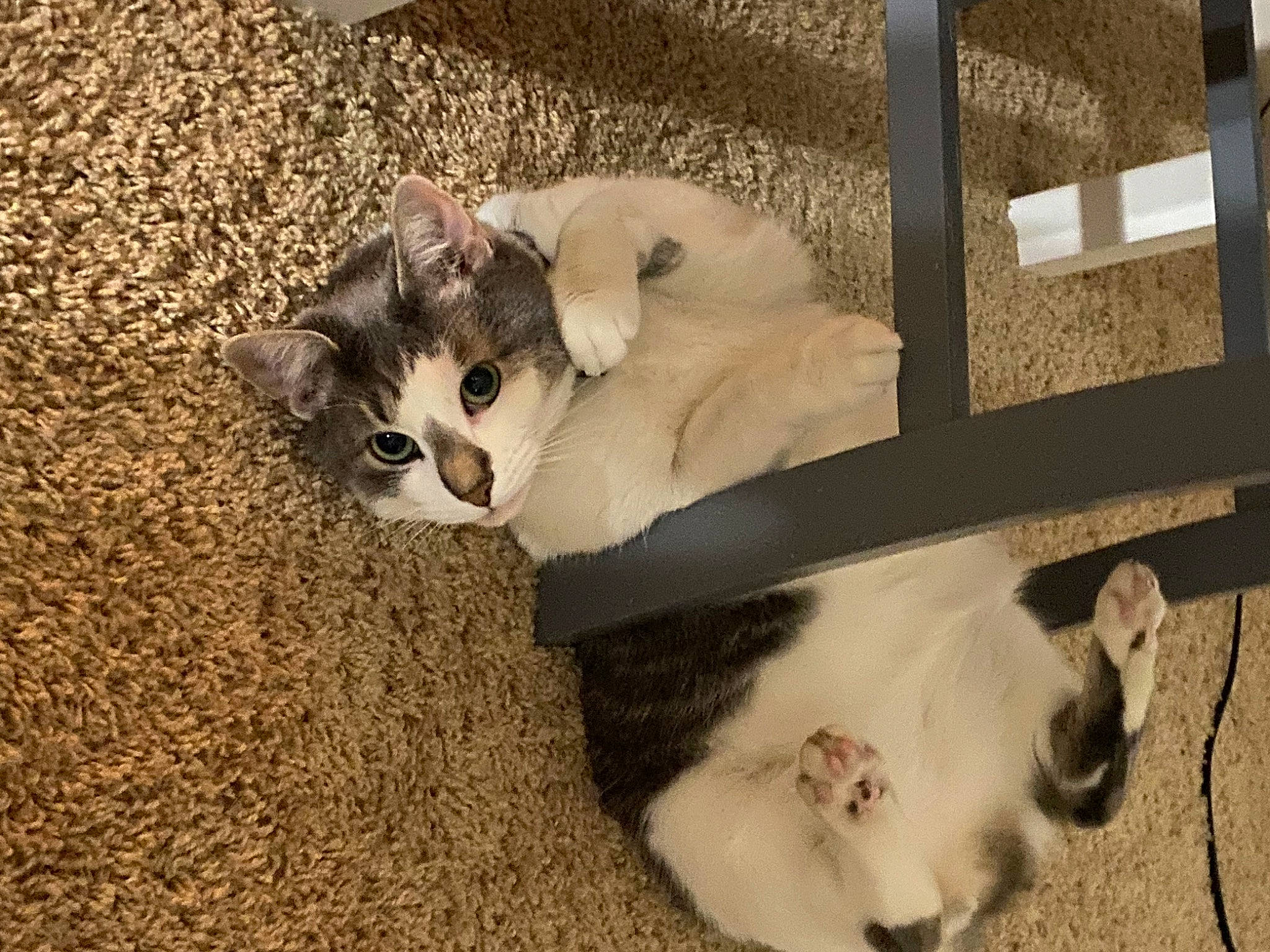 Bug is registered to the contest to win money with this photo: box, carnivore, cat, comfort, dog_breed, domestic_short_haired_cat, eye, fawn, felidae, fur, head, mammal, paw, small_to_medium_sized_cats, snout, tail, vertebrate, whiskers, wood, working_animal