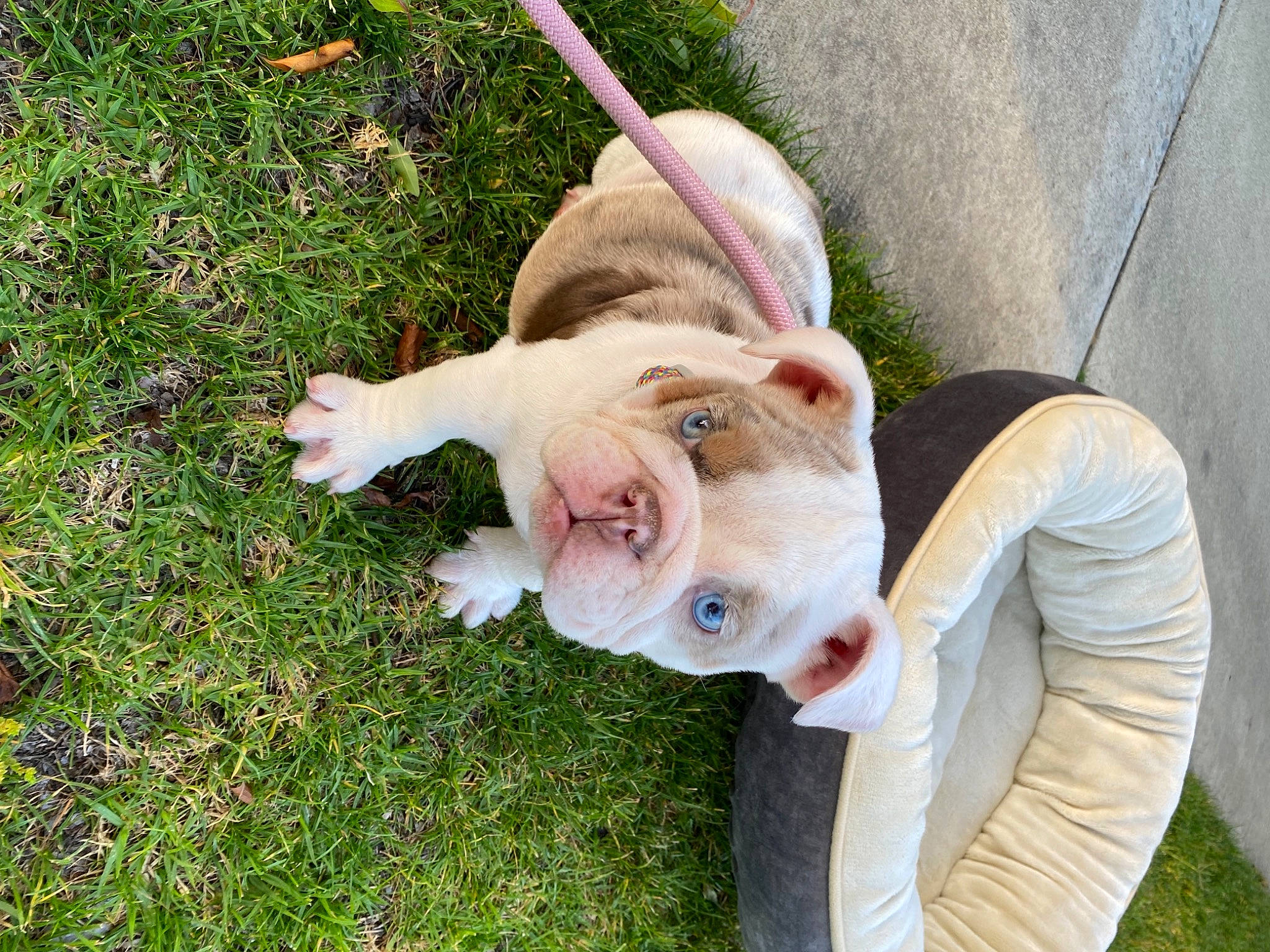 Dahlia is registered to the contest to win money with this photo: canidae, carnivore, companion_dog, dog, dog_breed, fawn, fur, gesture, grass, happy, lawn, leisure, paw, sitting, snout, sporting_group, sunglasses, tail, terrestrial_animal, working_animal