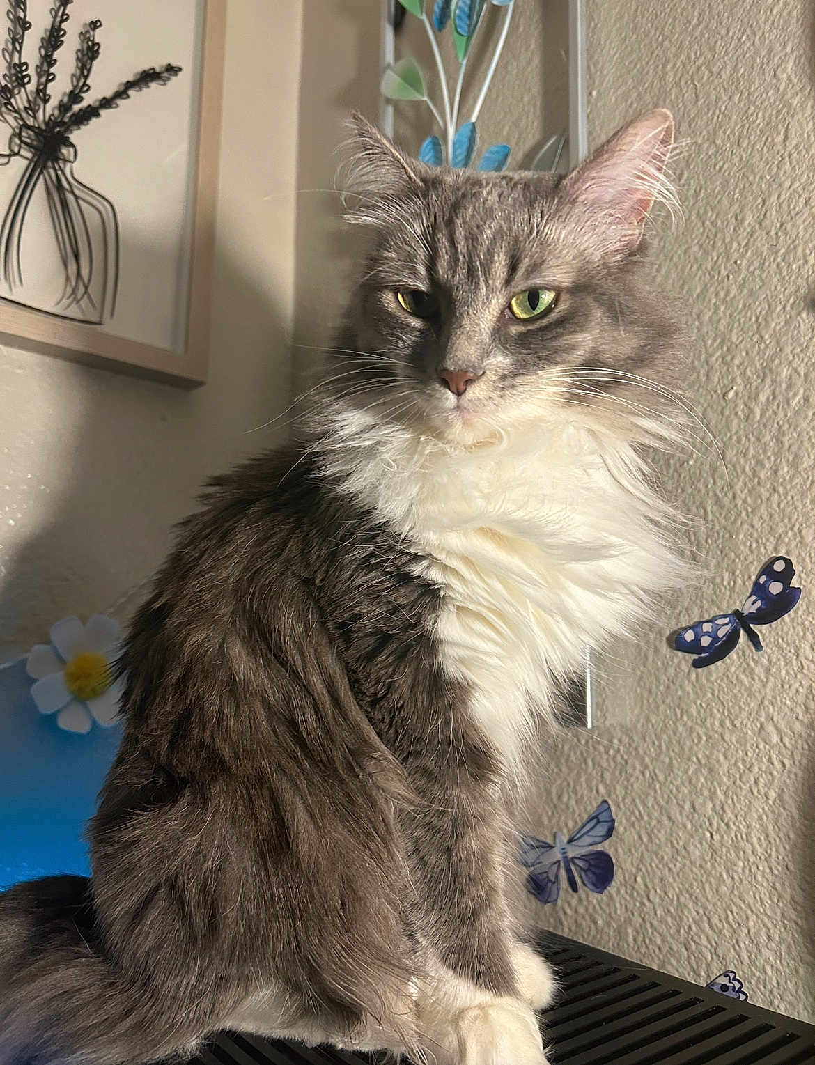 Kitkat