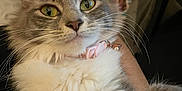 Kitkat joined the competition — help win amazing prizes! cat, fluffy, pet, animal, collar, whiskers, closeup, indoor, curious, feline, cute, portrait, domestic_cat, yellow_eyes, paw, selfie_pose, soft_fur, pink_collar, relaxed, house