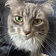 Kitkat joined the competition — help win amazing prizes! cat, close_up, green_eyes, fluffy, whiskers, gray_fur, pet, animal, indoor, portrait, cute, feline, soft_texture, curious, looking_at_camera, domestic_cat, long_fur, ears, nose, face