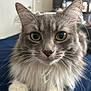 cat, fluffy, gray, white, long_hair, whiskers, indoor, pet, close_up, animal, cute, feline, eyes, paws, portrait, sitting, domestic_cat, fur, face, looking