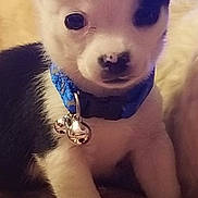 Walnut is registered to the contest to win money with this photo: adorable, animal, bells, black_and_white, closeup, collar, cute, dog, domestic_animal, ears, face, fur, indoor, looking, nose, pet, puppy, sitting, small, young