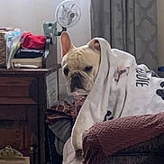 Eddie joined the competition — help win amazing prizes! dog, french_bulldog, blanket, couch, indoor, pet, fur, ears, face, expression, furniture, fan, curtains, home, comfort, resting, wrapped, cozy, domestic, animal