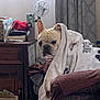 dog, french_bulldog, blanket, couch, indoor, pet, fur, ears, face, expression, furniture, fan, curtains, home, comfort, resting, wrapped, cozy, domestic, animal