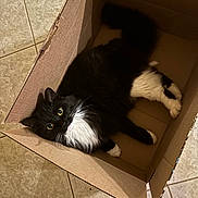 Dani is registered to the contest to win money with this photo: cat, black_and_white, fluffy, cardboard_box, indoor, tile_floor, pet, animal, relaxed, curious, whiskers, paws, feline, looking_up, box, domestic, cute, fur, playful, companion