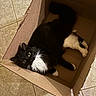 cat, black_and_white, fluffy, cardboard_box, indoor, tile_floor, pet, animal, relaxed, curious, whiskers, paws, feline, looking_up, box, domestic, cute, fur, playful, companion