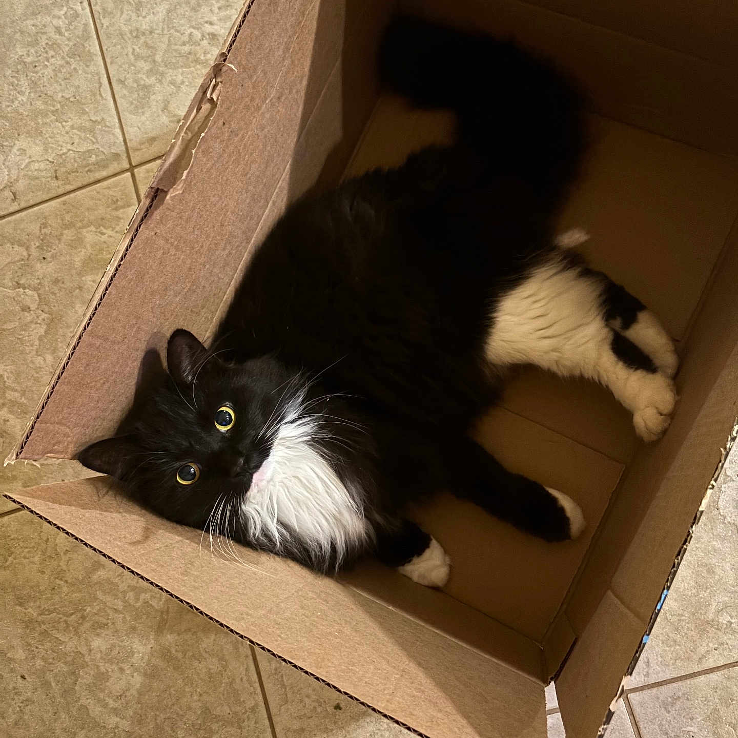 Dani is registered to the contest to win money with this photo: cat, black_and_white, fluffy, cardboard_box, indoor, tile_floor, pet, animal, relaxed, curious, whiskers, paws, feline, looking_up, box, domestic, cute, fur, playful, companion