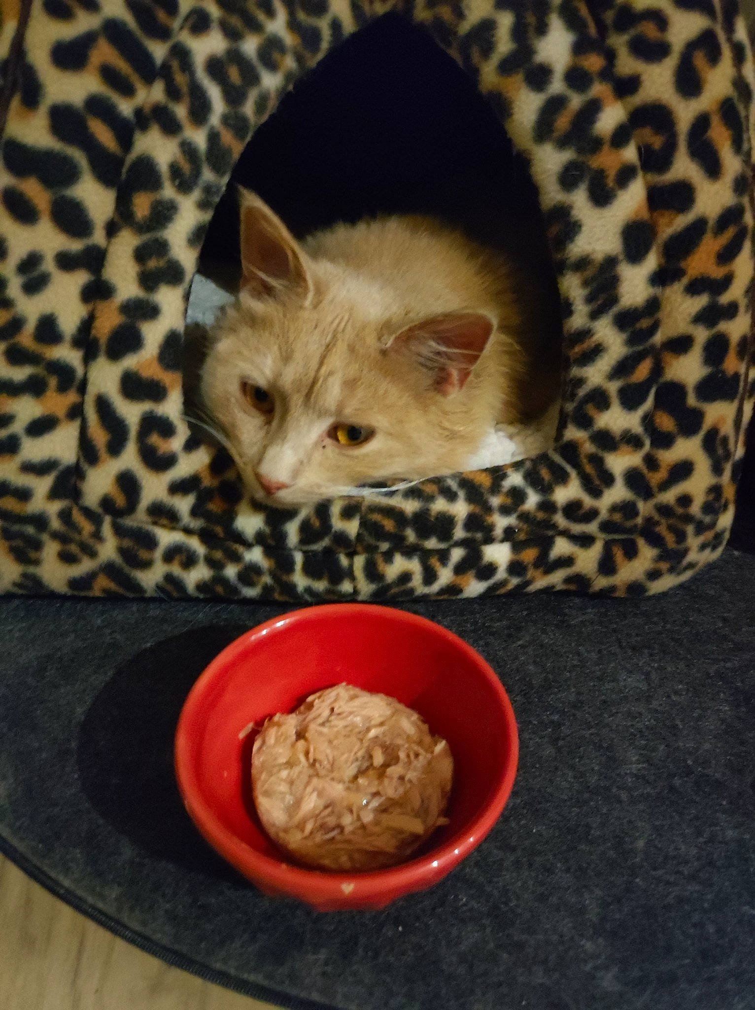 Tulipe participe au concours pour gagner de l'argent avec cette photo : animal_feed, bowl, carnivore, cat, cat_food, cat_supply, dish, domestic_short_haired_cat, fawn, felidae, fur, ingredient, paw, pet_food, pet_supply, small_to_medium_sized_cats, snout, tail, terrestrial_animal, whiskers