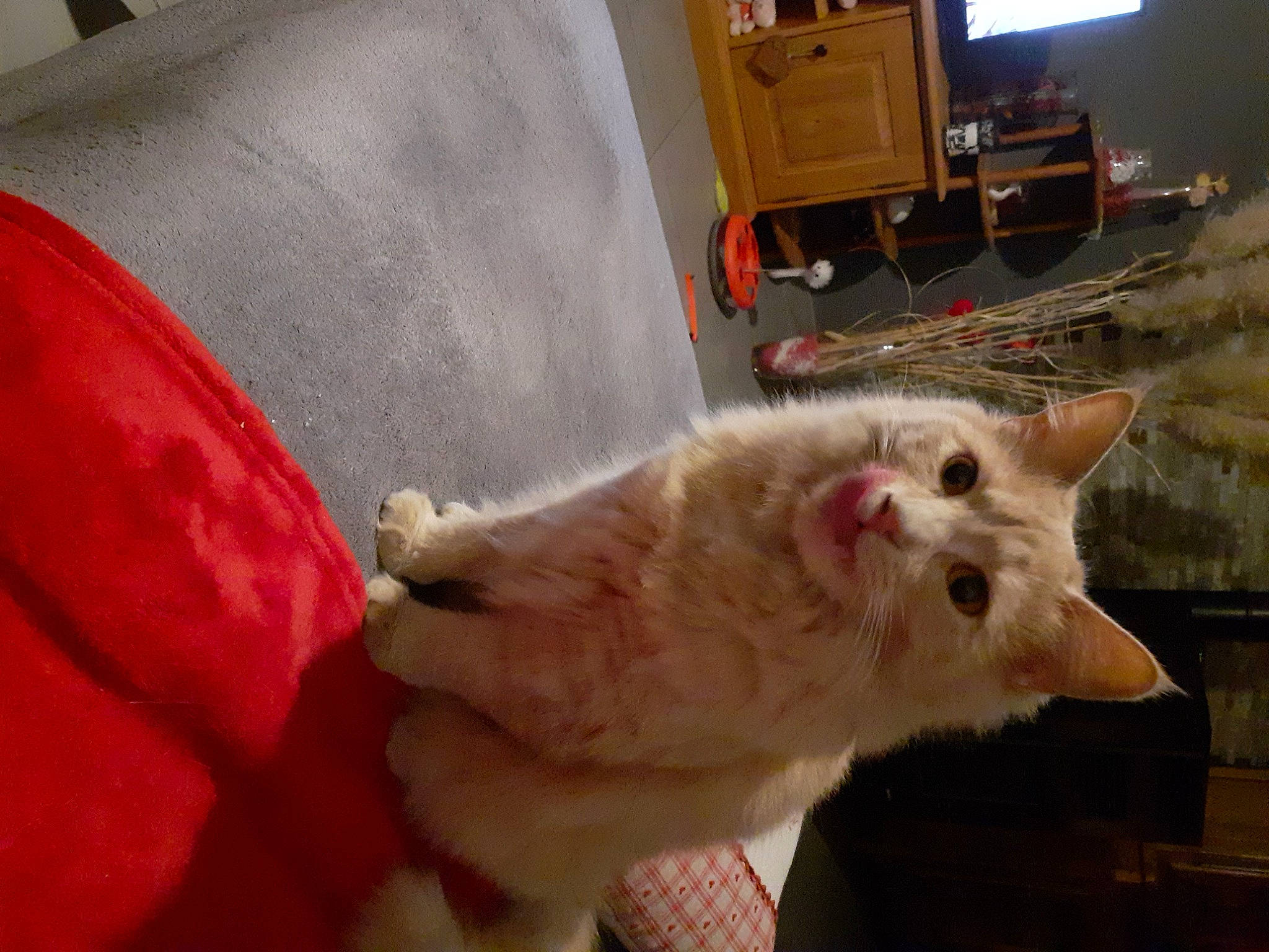 Tulipe participe au concours pour gagner de l'argent avec cette photo : analog_television, canidae, carnivore, cat, claw, comfort, companion_dog, dog_breed, domestic_short_haired_cat, fang, fawn, felidae, fur, paw, small_to_medium_sized_cats, snout, tail, television, terrestrial_animal, whiskers