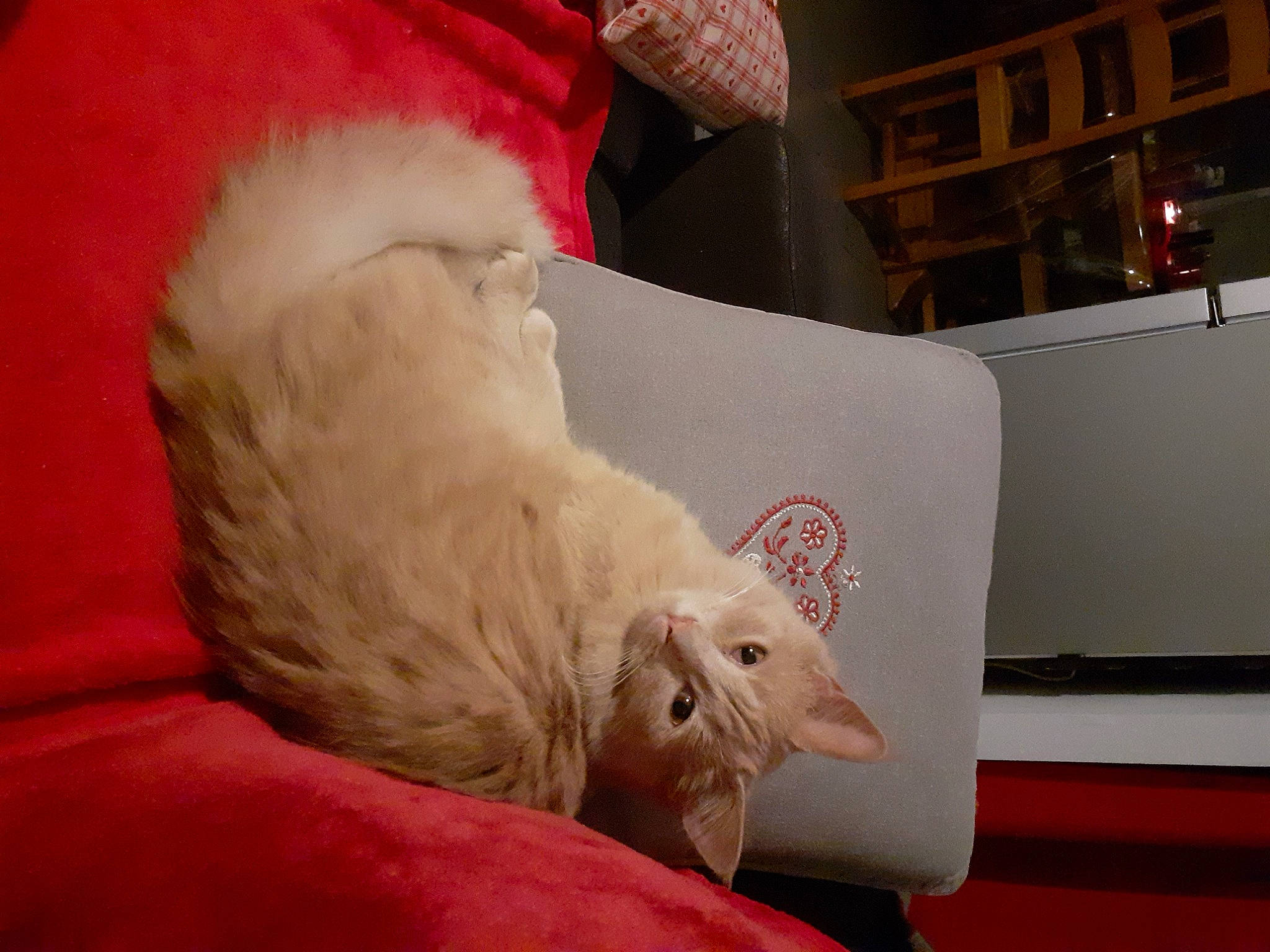 Tulipe a rejoint le concours — aidez-le/la à gagner de superbes lots ! bed, bed_sheet, bedding, canidae, carnivore, cat, claw, comfort, companion_dog, domestic_short_haired_cat, fawn, felidae, fur, linens, paw, room, small_to_medium_sized_cats, snout, tail, whiskers