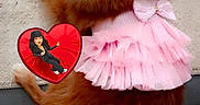 Neya participe au concours pour gagner de l'argent avec cette photo : accessory, animal, canine, cute, cute_pet, dog, domestic_animal, fashion, floor, fluffy, fur, happy, indoor, pet, pink_dress, playful, portrait, small_dog, smiling, tail