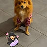 Neya a rejoint le concours — aidez-le/la à gagner de superbes lots ! adorable, animal, baby, cartoon_sticker, casual, companion, cute, dog, domestic, fluffy, heart_pattern, hearts, indoor, orange_fur, pet_clothing, playful, sitting, small_dog, tile_floor, woman