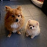 Neya participe au concours pour gagner de l'argent avec cette photo : adorable, animal, brown_dog, companion, cream_dog, cute, dog, dog_bed, domestic_animal, floor, fluffy, indoor, pet, pet_care, pomeranian, puppy, sitting, small_dog, tile_floor, toy_ball