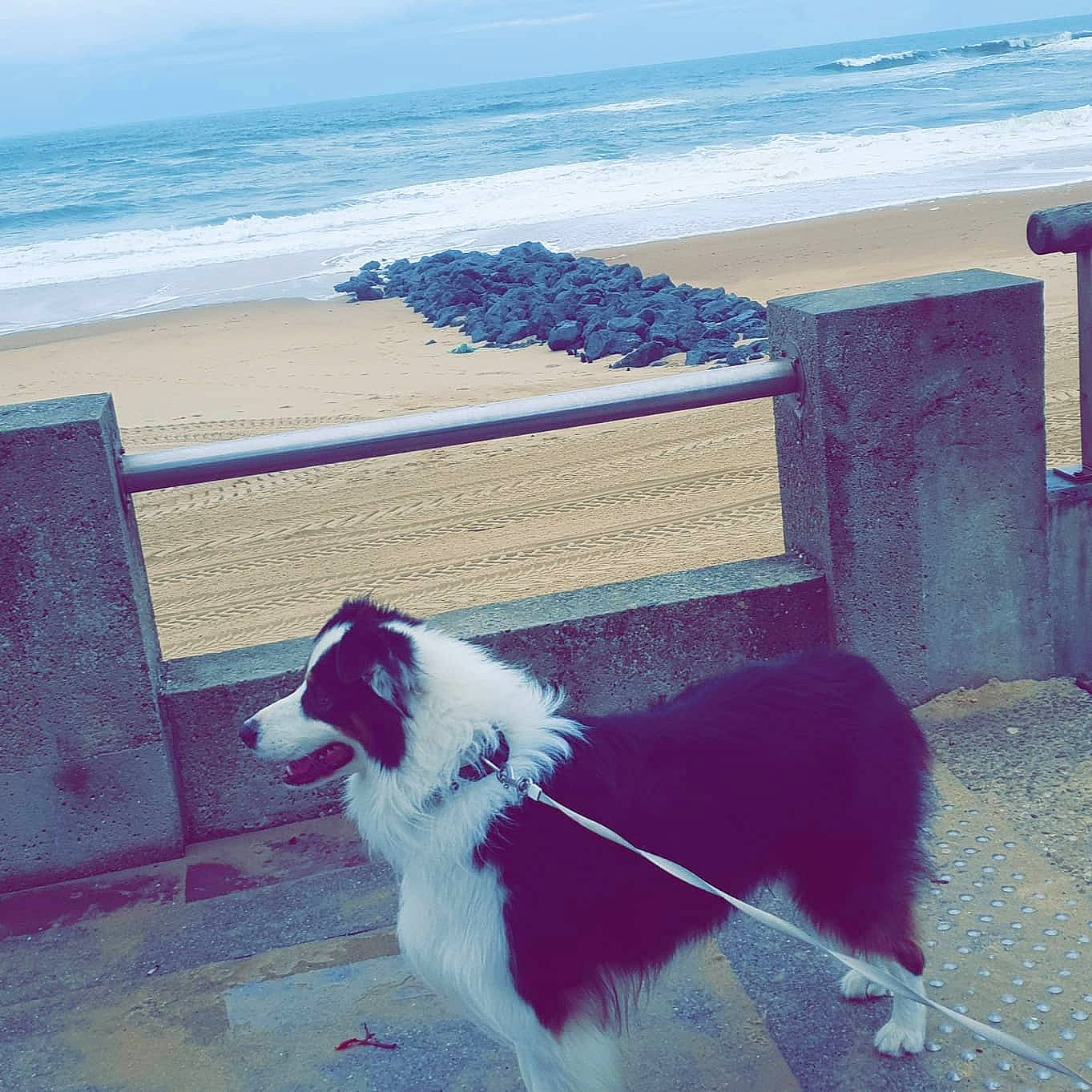 Loki a rejoint le concours — aidez-le/la à gagner de superbes lots ! azure, beach, beauty, blue, carnivore, collar, companion_dog, dog, dog_breed, green, horizon, light, line, morning, outdoor_furniture, photograph, sky, tints_and_shades, water, wood