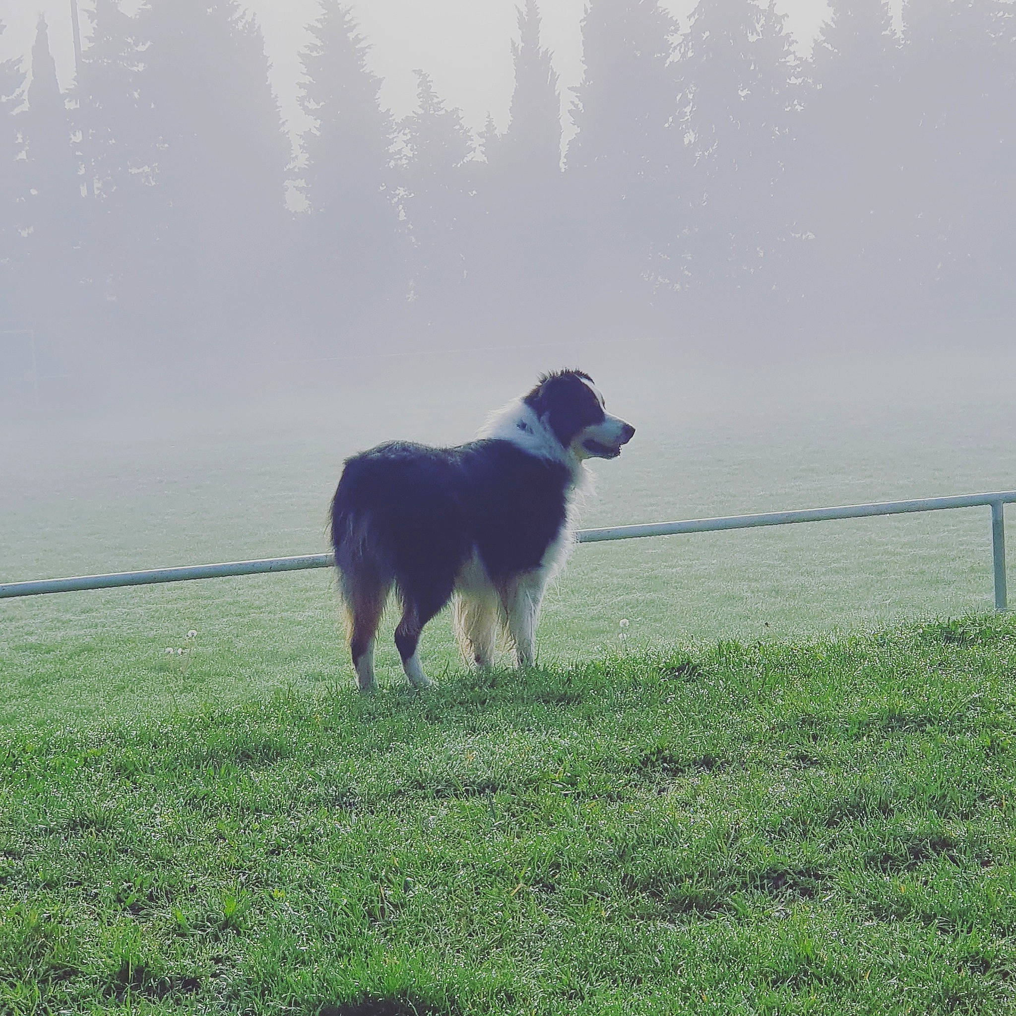 Loki a rejoint le concours — aidez-le/la à gagner de superbes lots ! atmospheric_phenomenon, carnivore, companion_dog, dog, dog_breed, fence, fog, grass, grassland, haze, herding_dog, horizon, landscape, meadow, mist, pasture, sky, tree, water, working_animal
