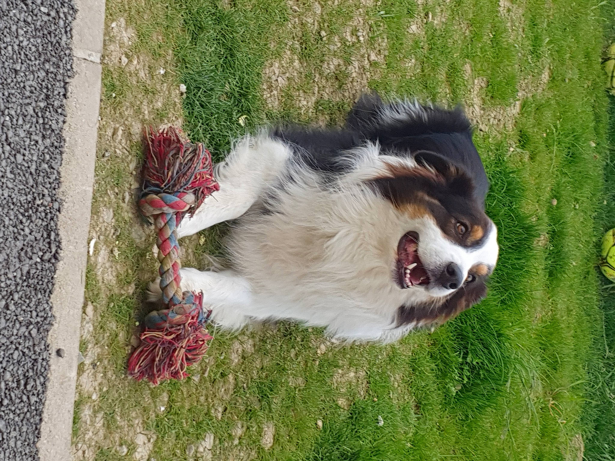 Loki participe au concours pour gagner de l'argent avec cette photo : border_collie, bovine, canidae, carnivore, companion_dog, dog, dog_breed, fang, grass, herding_dog, pasture, plant, snout, spaniel, sporting_group, tail, terrestrial_animal, whiskers, working_animal, working_dog